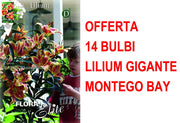 OFFERTA 14 BULBI LILIUM GIGANTE MONTEGO BAY