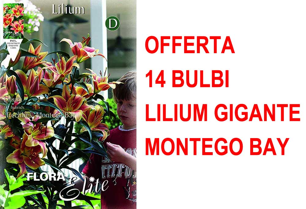 OFFERTA 14 BULBI LILIUM GIGANTE MONTEGO BAY