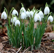 GALANTHUS BUCANEVE VASO 12CM