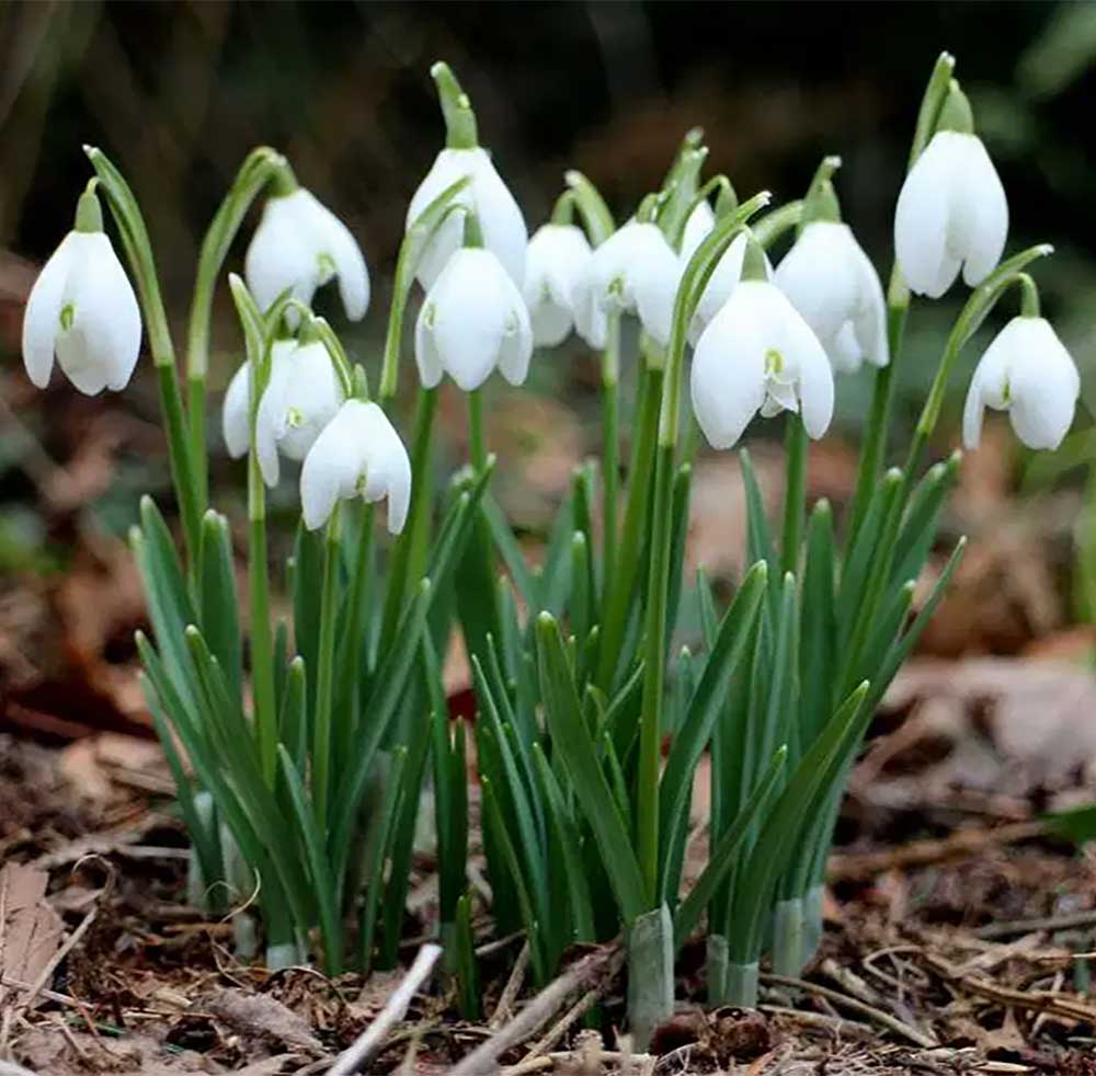 GALANTHUS ELWESII BELUGA BUCANEVE VASO 9CM