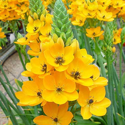 ORNITHOGALUM DUBIUM ARANCIONE/GIALLO ASSORTITO VASO 12CM