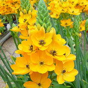 ORNITHOGALUM DUBIUM GIALLO VASO 10CM