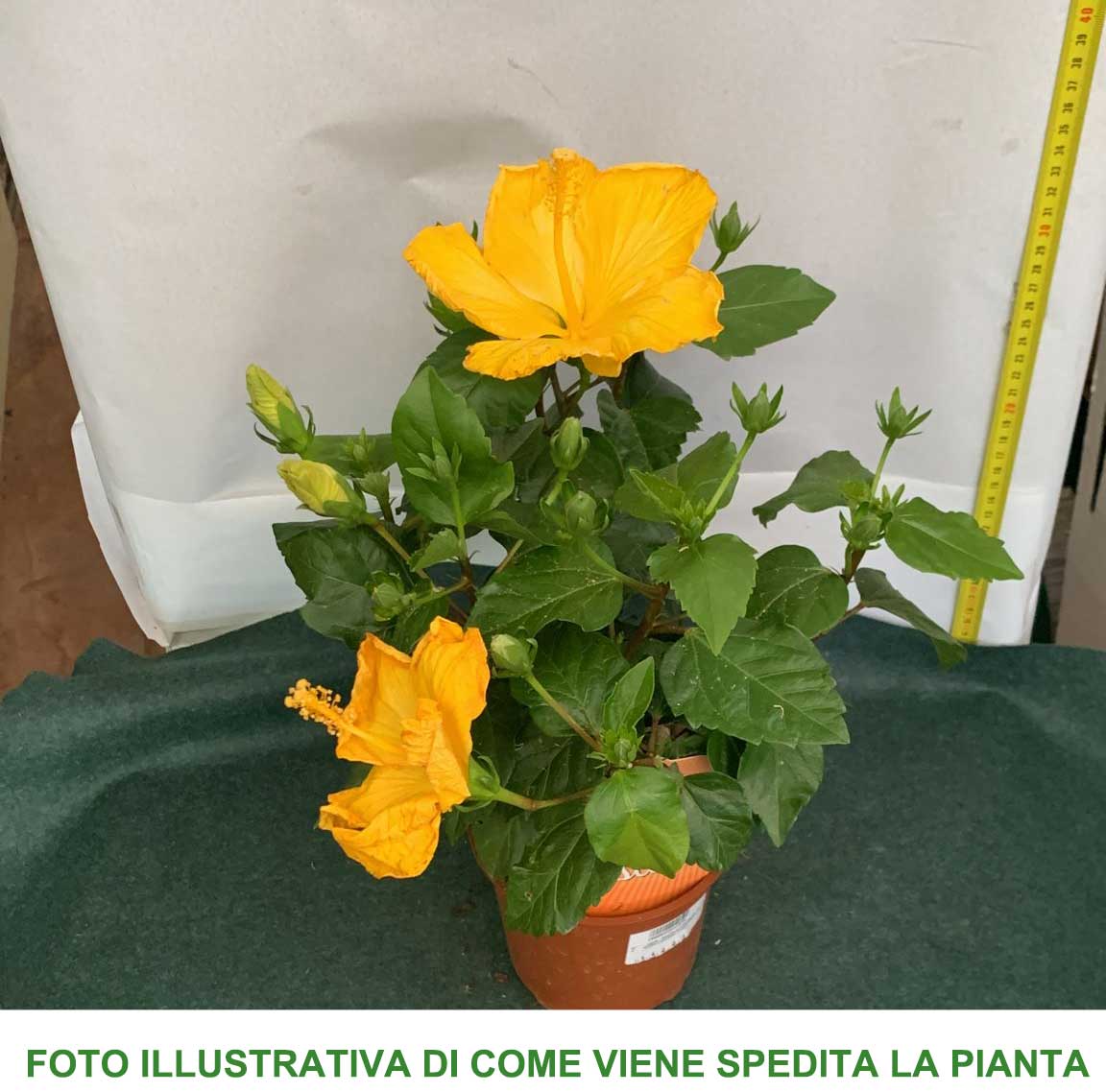 HIBISCUS IBISCO IN VASO 14CM ASSORTITO ROSSO ROSA O GIALLO