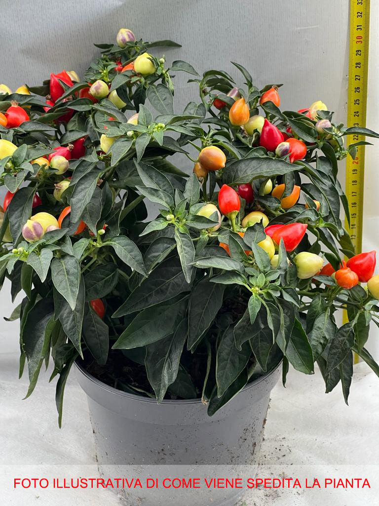 CAPSICUM ANNUUM AUTUMN DAYLIGHT PEPERONCINO ORNAMENTALE VASO 17CM