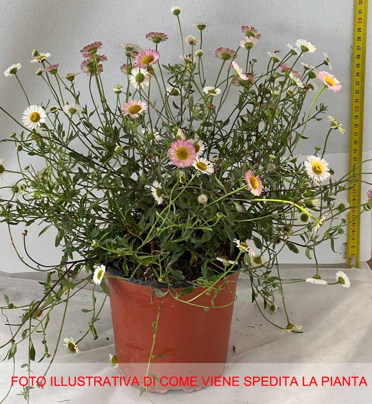 ERIGERON KARVINSKIANUS VASO 15CM