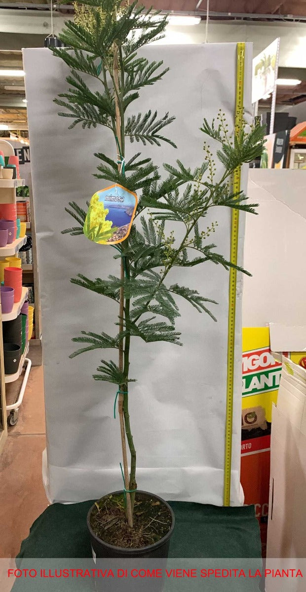 MIMOSA ACACIA DEALBATA IN VASO 18CM H110-120CM