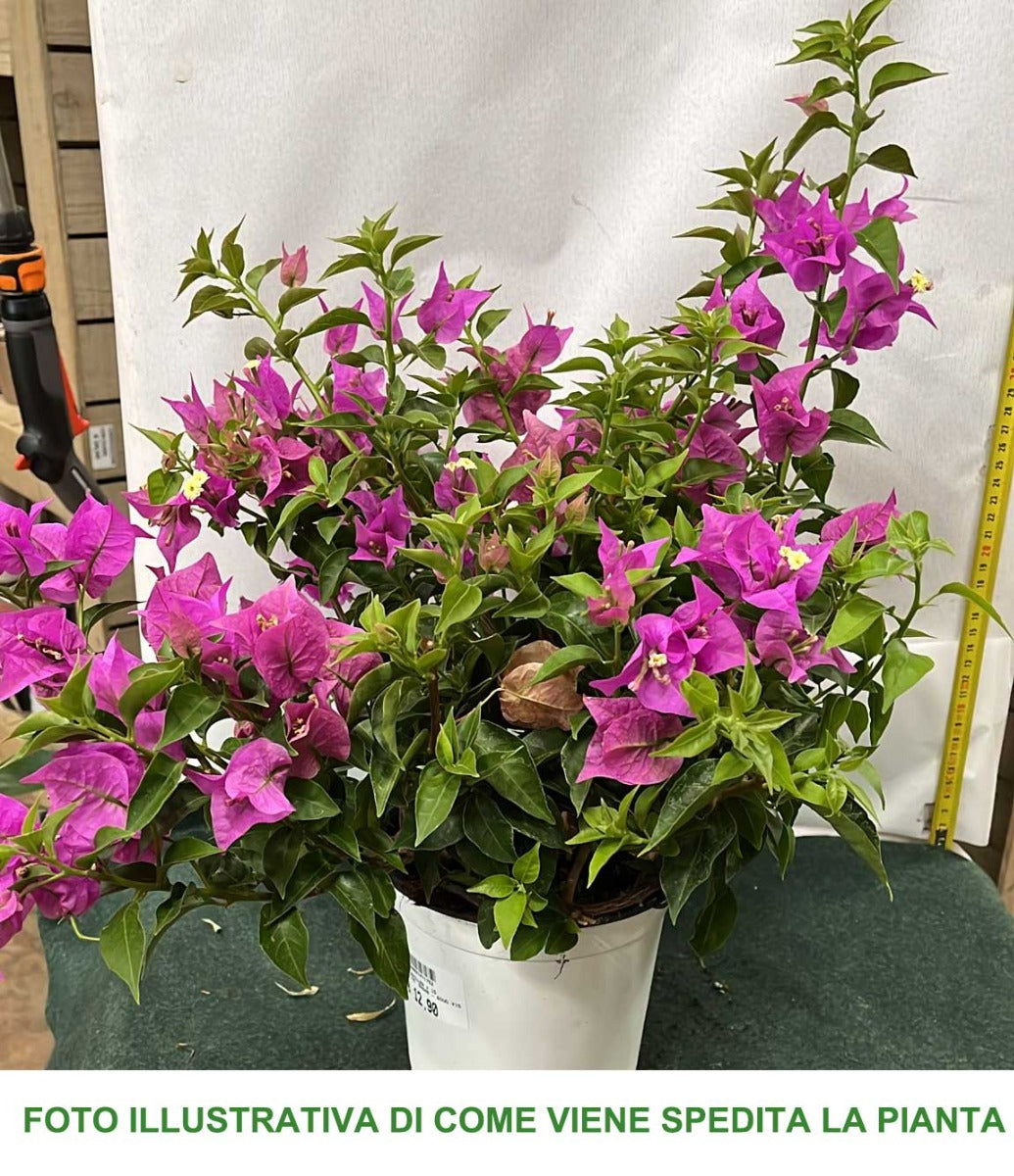 BOUGAINVILLEA VASO 15CM