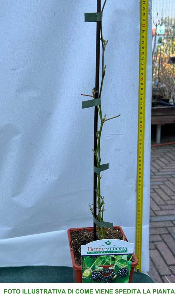 MORA SENZA SPINE PRECOCE VASO 12CM
