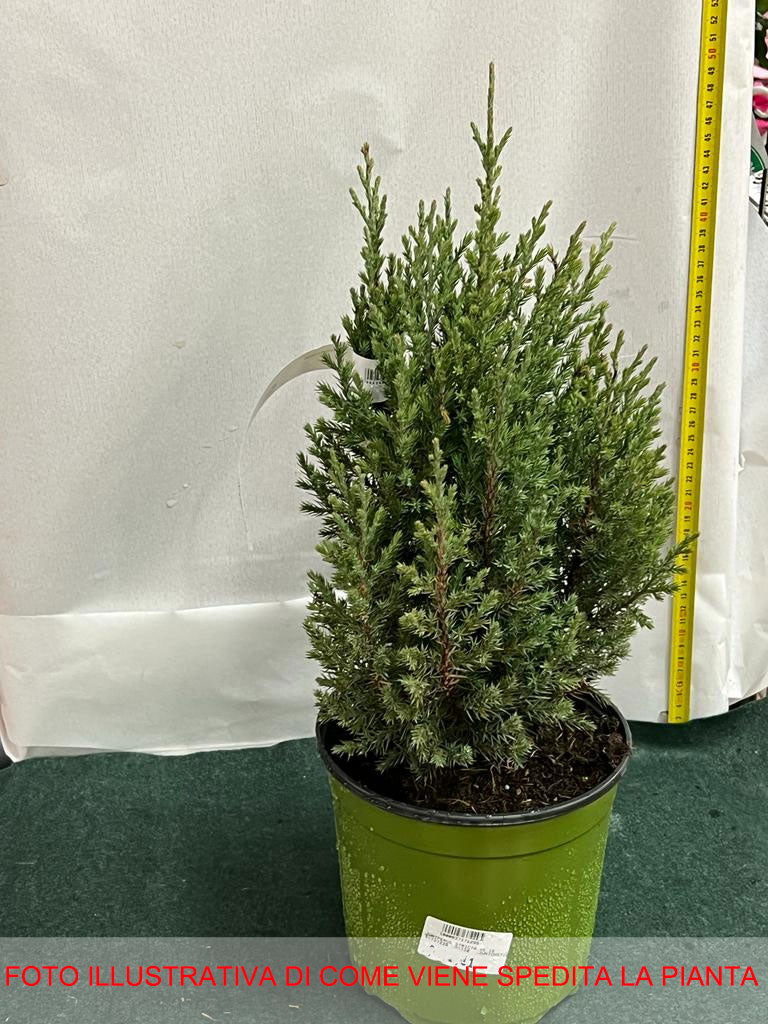 JUNIPERUS GINEPRO CHINENSIS STRICTA IN VASO 18CM