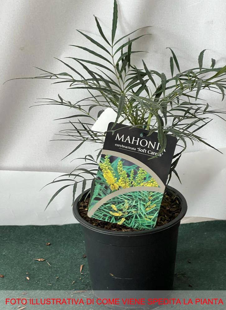 MAHONIA JAPONICA SOFT CARESS VASO 17CM