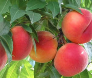 PESCO FIOR DI MAGGIO (1 PIANTA)