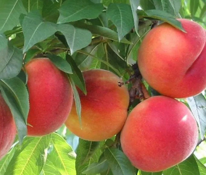 PESCO FIOR DI MAGGIO (1 PIANTA)