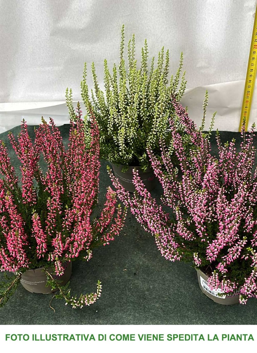 OFFERTA 3 PIANTE DI CALLUNA ERICA COLORI ASSORTITI VASO 12CM