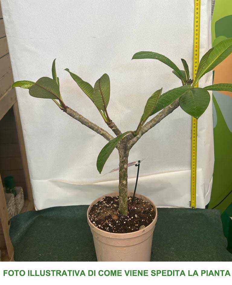 PLUMERIA POMELIA MALIKA IN VASO 18CM