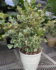 FICUS TRIANGULARIS VARIEGATO VASO 20CM