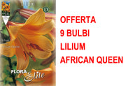 OFFERTA 9 BULBI LILIUM TRUMPET AFRICAN QUEEN