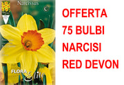 OFFERTA 75 BULBI NARCISO LARGE-CUPPED RED DEVON