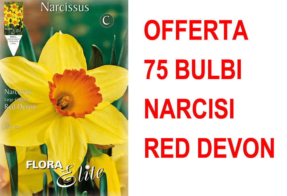 OFFERTA 75 BULBI NARCISO LARGE-CUPPED RED DEVON