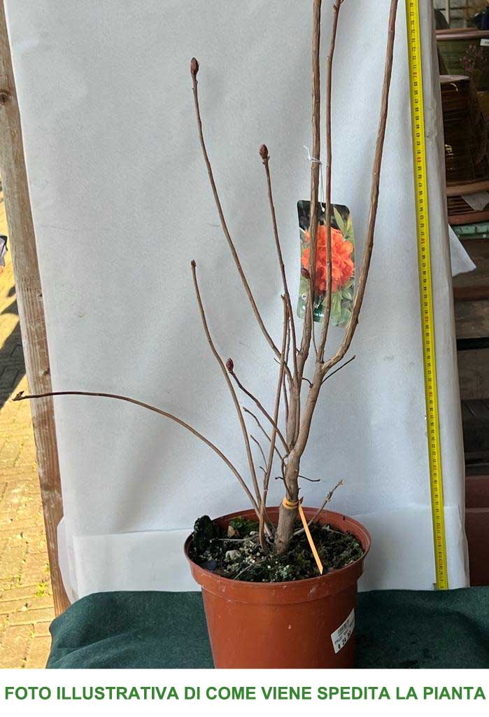AZALEA FEUERWERK ARANCIONE VASO 21CM