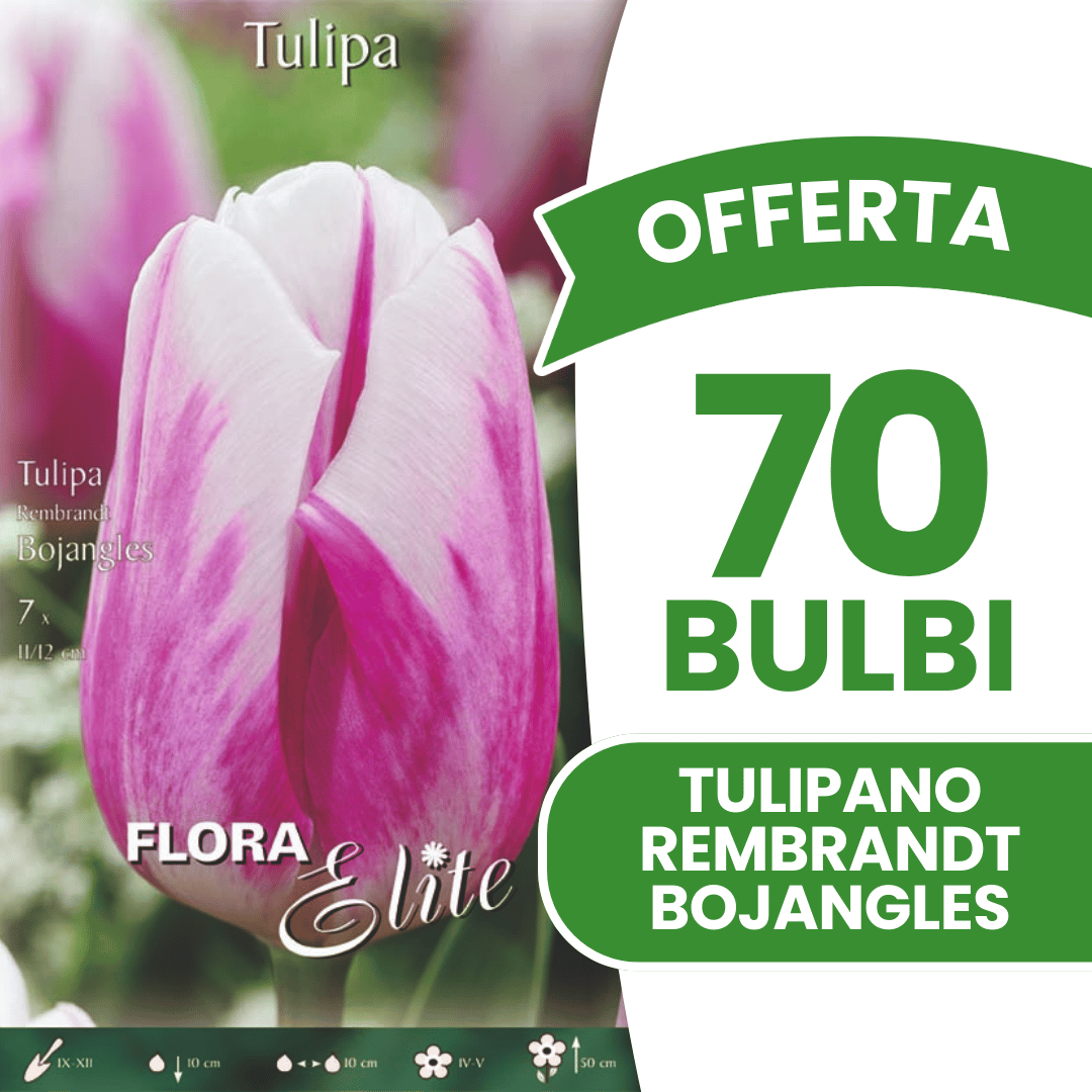 OFFERTA 70 BULBI TULIPANO REMBRANDT BOJANGLES