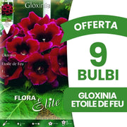 OFFERTA 9 BULBI GLOXINIA ETOILE DE FEU