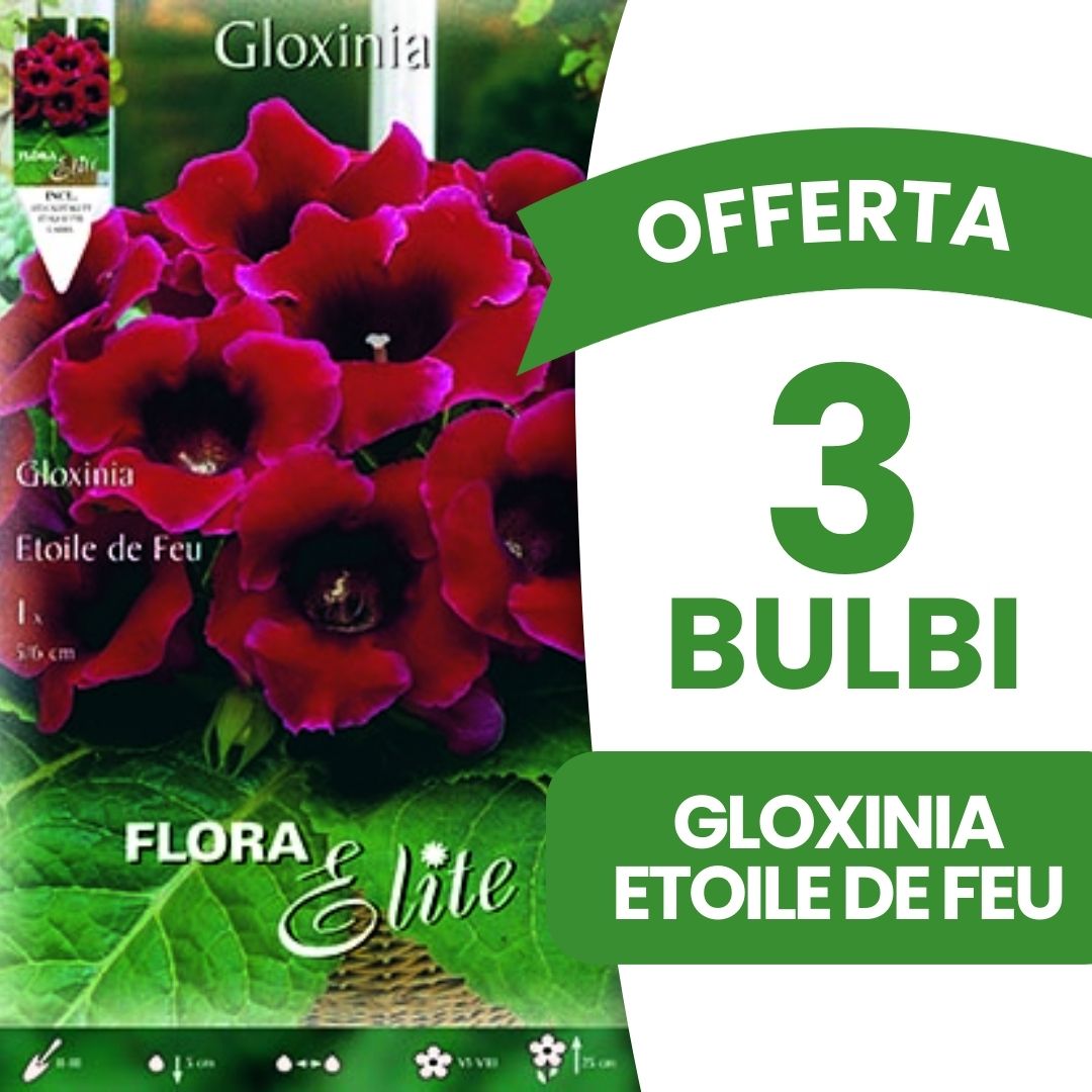 OFFERTA 3 BULBI GLOXINIA ETOILE DE FEU