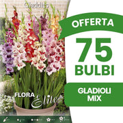 OFFERTA 75 BULBI GLADIOLI MIX