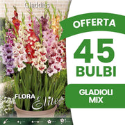 OFFERTA 45 BULBI GLADIOLI MIX