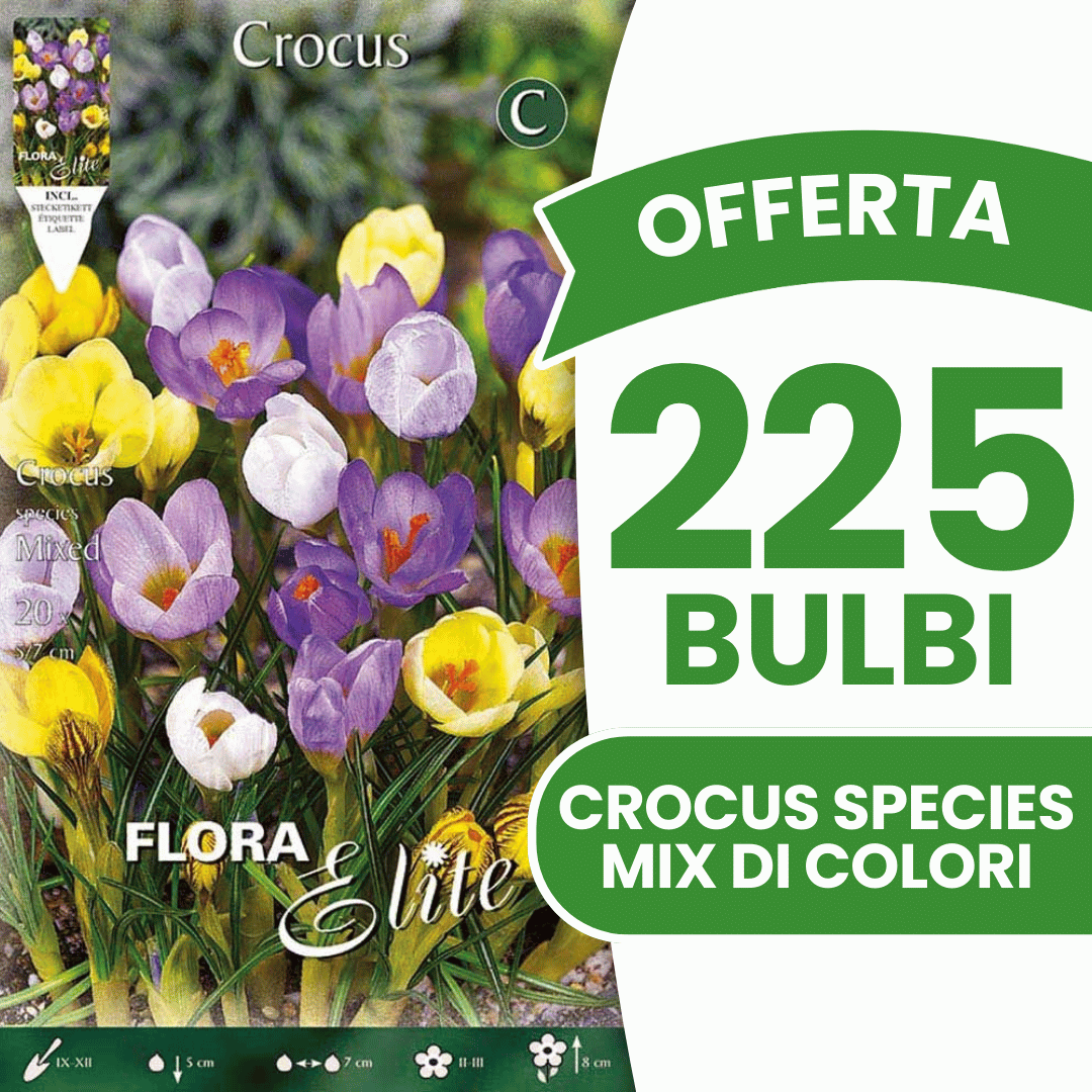 OFFERTA 225 BULBI CROCUS SPECIES MIX DI COLORI