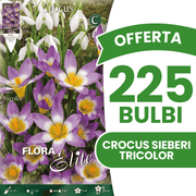 OFFERTA 225 BULBI CROCUS SIEBERI TRICOLOR