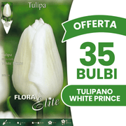 OFFERTA 35 BULBI TULIPANO WHITE PRINCE
