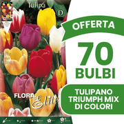 OFFERTA 70 BULBI TULIPANO TRIUMPH MIX DI COLORI