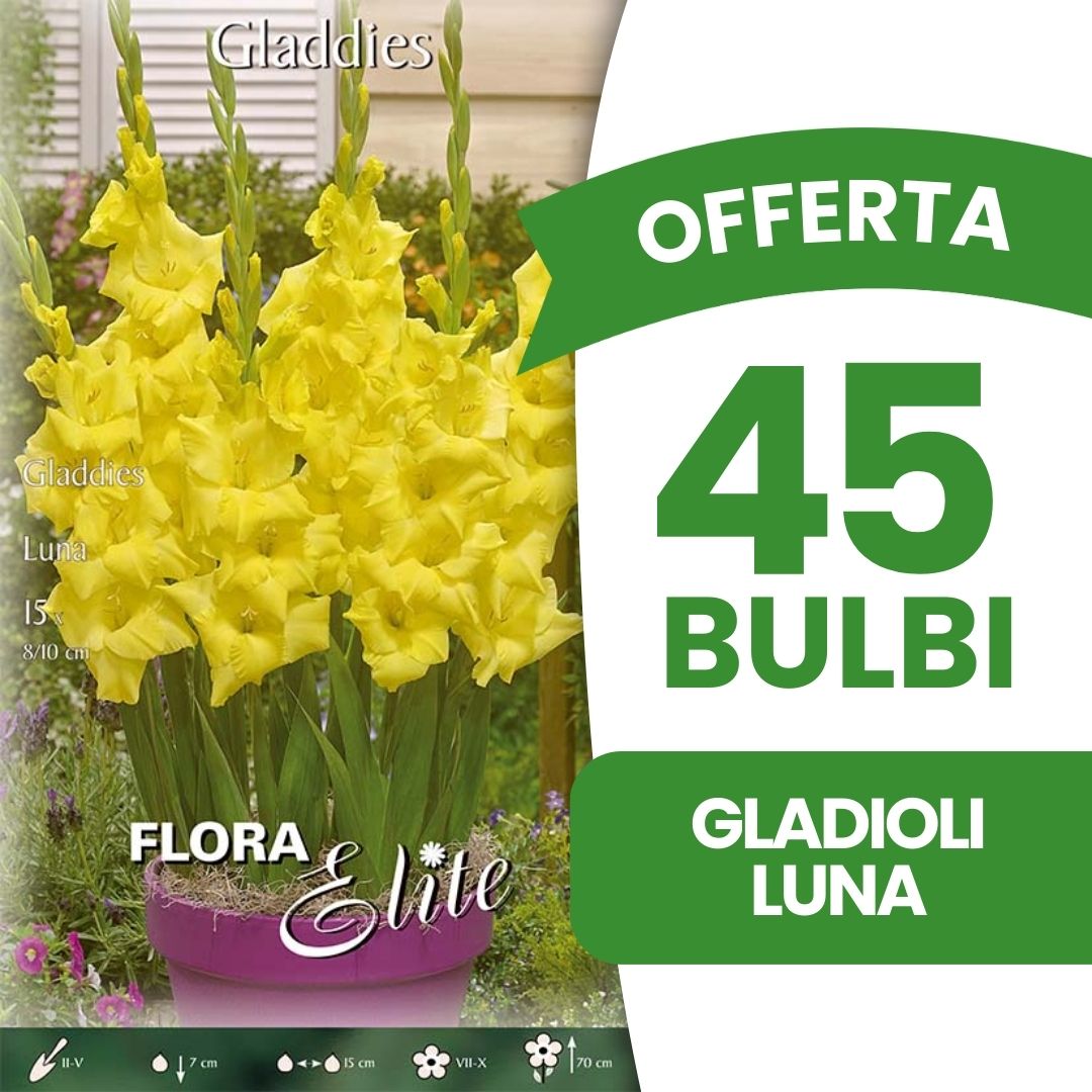 OFFERTA 45 BULBI GLADIOLI LUNA