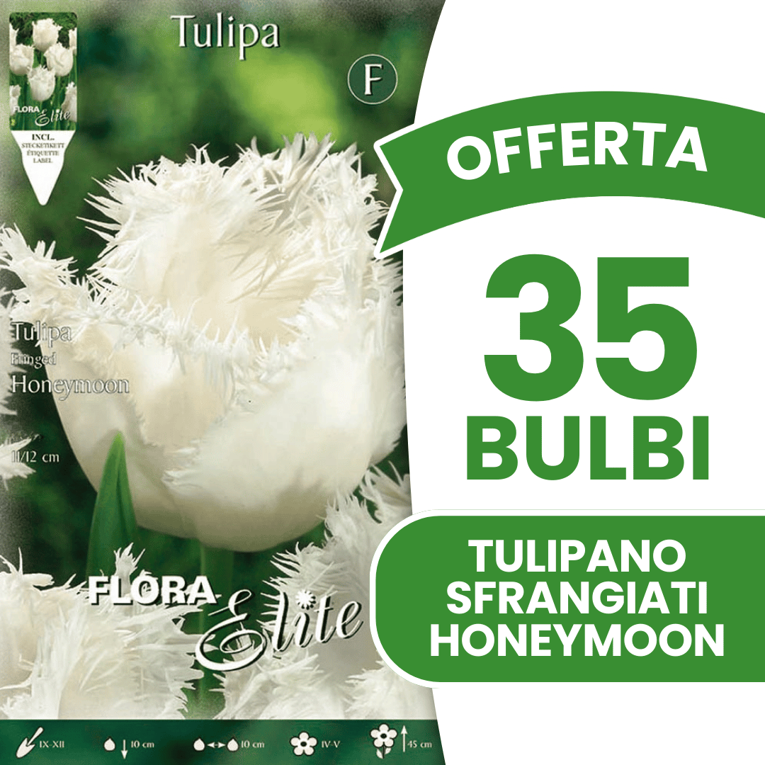 OFFERTA 35 BULBI TULIPANO SFRANGIATI HONEYMOON