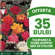 OFFERTA 35 BULBI TULIPANO A FIORE DOPPIO MIX DI COLORI