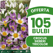 OFFERTA 105 BULBI CROCUS SIEBERI TRICOLOR