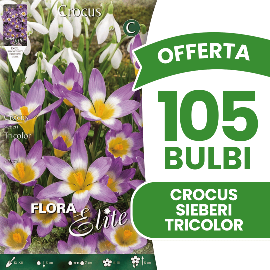 OFFERTA 105 BULBI CROCUS SIEBERI TRICOLOR