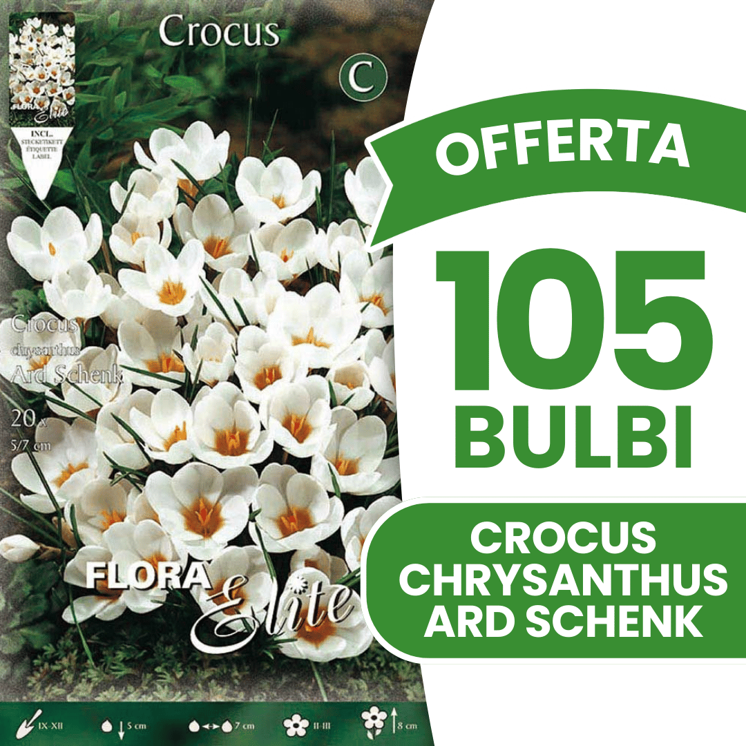 OFFERTA 105 BULBI CROCUS CHRYSANTHUS ARD SCHENK