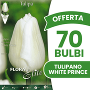 OFFERTA 70 BULBI TULIPANO WHITE PRINCE