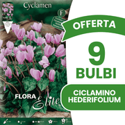 OFFERTA 9 BULBI CICLAMINO CYCLAMEN HEDERIFOLIUM