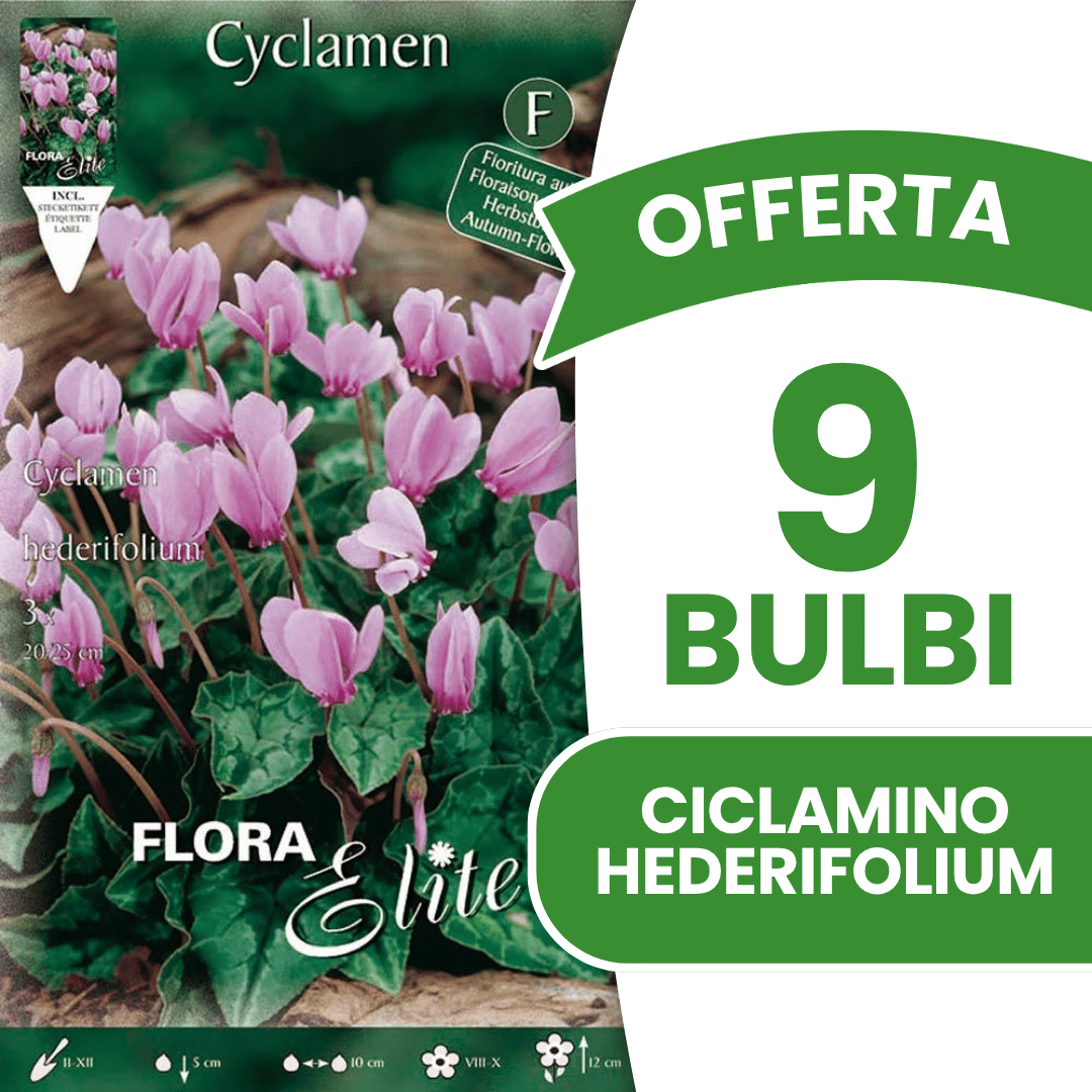 OFFERTA 9 BULBI CICLAMINO CYCLAMEN HEDERIFOLIUM