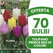 OFFERTA 70 BULBI TULIPANO PRINCE MIX DI COLORI