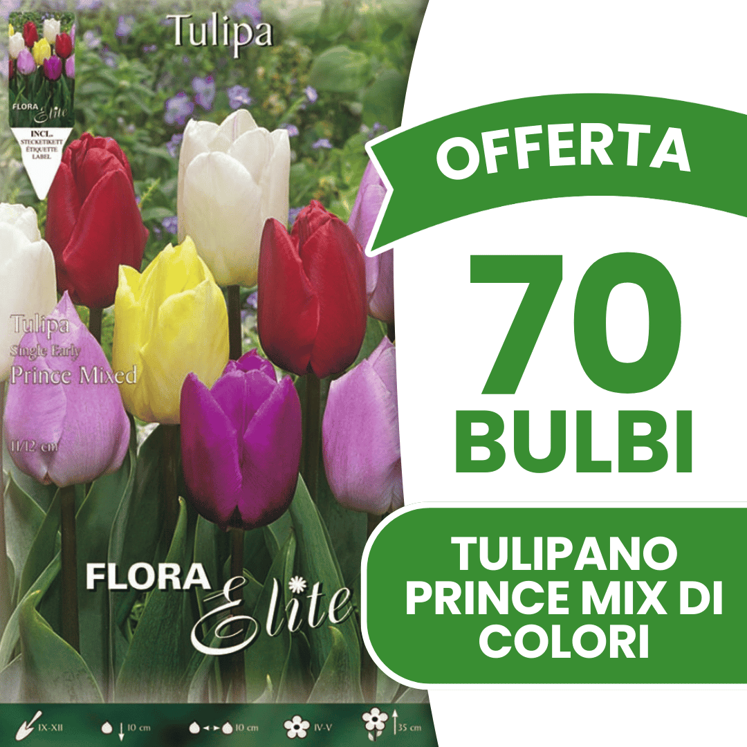 OFFERTA 70 BULBI TULIPANO PRINCE MIX DI COLORI