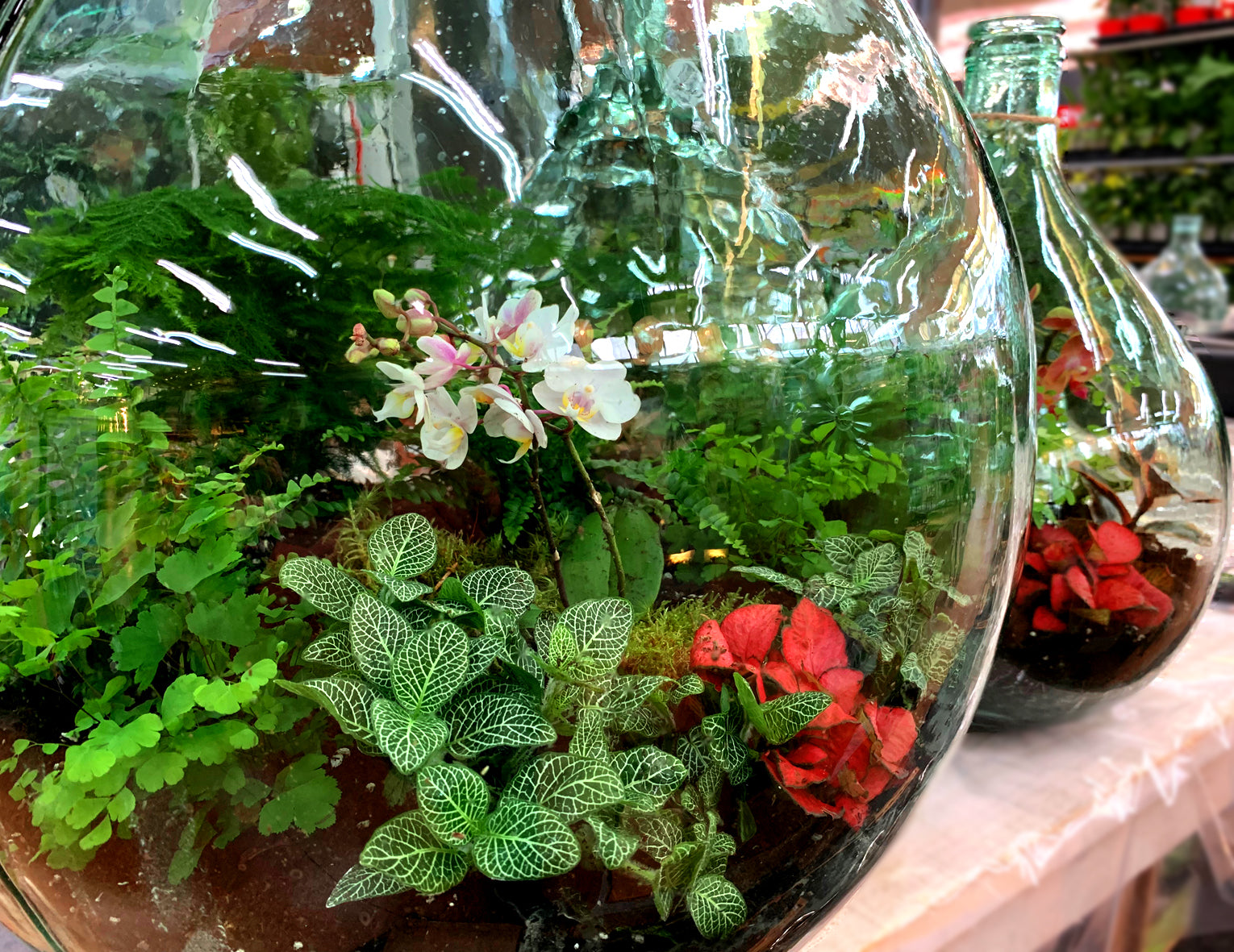 IMBUTO DA 19 CM PER ECOSISTEMA TERRARIUM