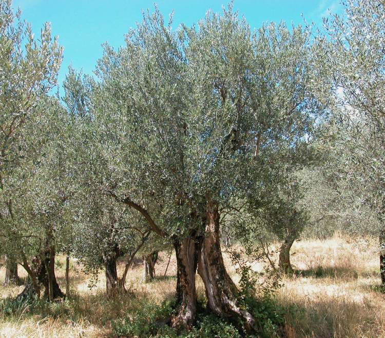 OLIVO OLEA EUROPAEA VASO 14CM