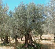 OLIVO OLEA EUROPAEA VASO 15CM