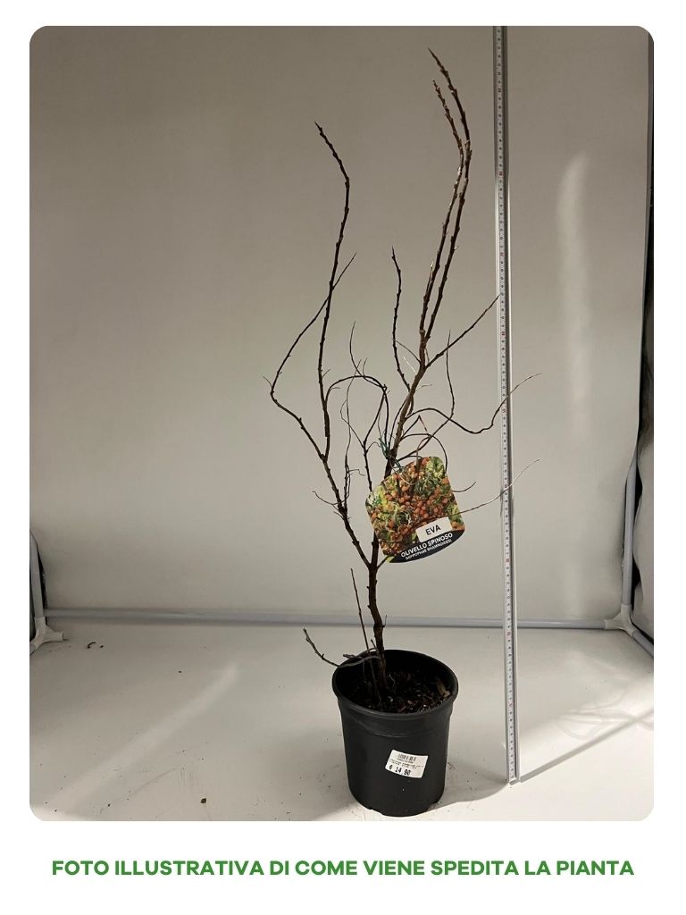 OLIVELLO SPINOSO EVA IN VASO 15CM