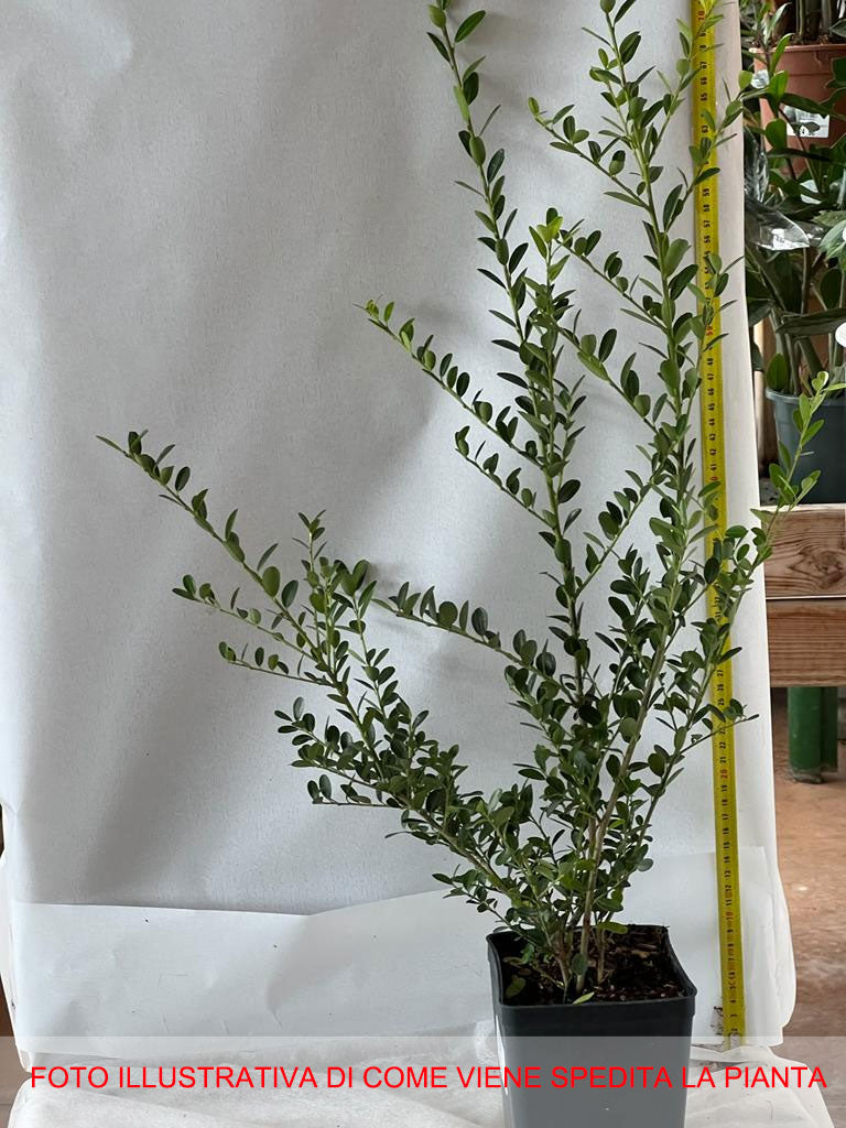 ILEX CRENATA IN VASO 13CM