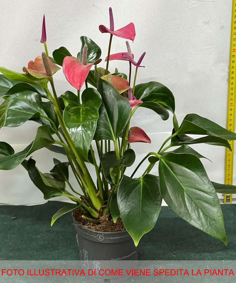 ANTHURIUM KARMA PURPLE IN VASO 12CM