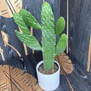 OPUNTIA CONSOLEA VASO 12CM